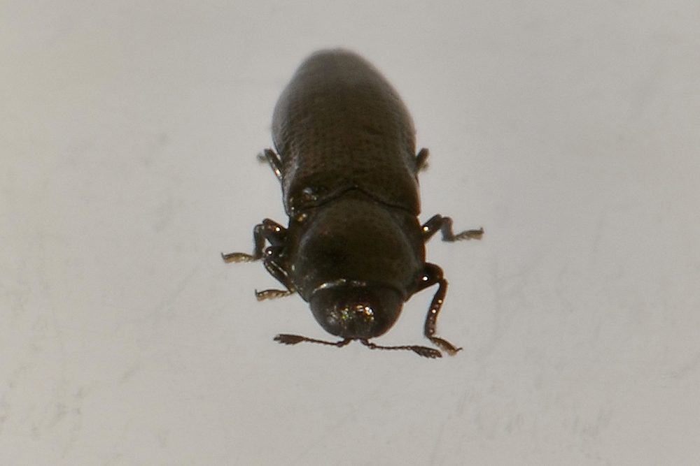 Aphanisticus pygmaeus (Buprestidae)